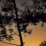 Photo n°1 de l'avis de Gianpaolo.r fait le 11/07/2023 à 08:05 sur le  Bar & Pizzeria L'ultima Spiaggia Guree à Monvalle