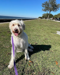 VetNaturally Animal Hospital - Photo 5 - Car repair in Mandeville, LA, Mandeville