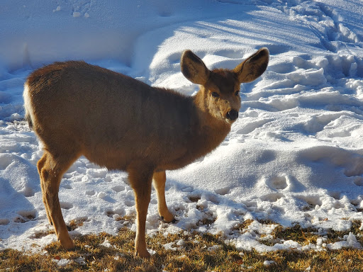 Golf Course «Tuhaye Pro Shop», reviews and photos, 9875 North Tuhaye Park, Kamas, UT 84036, USA