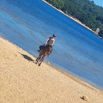 Photo n° 4 de l'avis de Tifanie.a fait le 26/06/2022 à 11:40 pour les Chevaux du Verdon à Artignosc-sur-Verdon