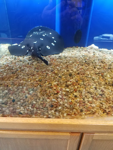 Tropical Fish Store «Stingray Bay», reviews and photos, 17800 E 9 Mile Rd, Eastpointe, MI 48021, USA