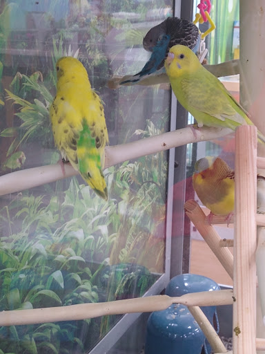 Pet Supply Store «Petco Animal Supplies», reviews and photos, 5215 Lakewood Blvd, Lakewood, CA 90712, USA