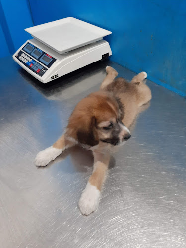 Veterinaria Animal CARE Hospital - Iquitos