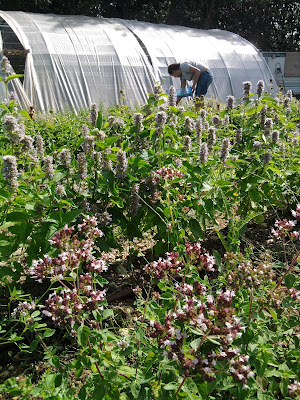Les Aromatiques du Pic Saint Loup à Saint-Martin-de-Londres