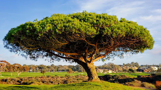 Golf Course «Torrey Pines Golf Course», reviews and photos, 11480 N Torrey Pines Rd, La Jolla, CA 92037, USA