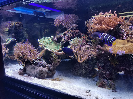 Aquarium «FJW AQUARIUM», reviews and photos, 3839 Mangum Rd, Houston, TX 77092, USA