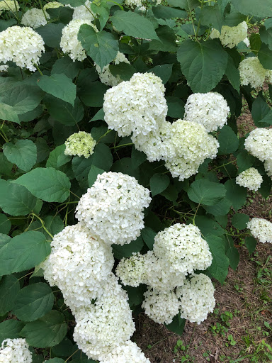 Restaurant «Goodness Gracious at the Mill», reviews and photos, 5418 Murfreesboro Rd, Readyville, TN 37149, USA