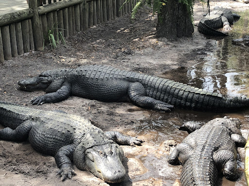 Zoo «St. Augustine Alligator Farm Zoological Park», reviews and photos, 999 Anastasia Blvd, St Augustine, FL 32080, USA
