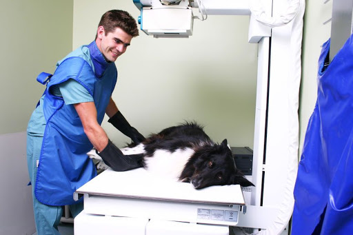Centro Veterinario City Of Los Angeles en Madrid