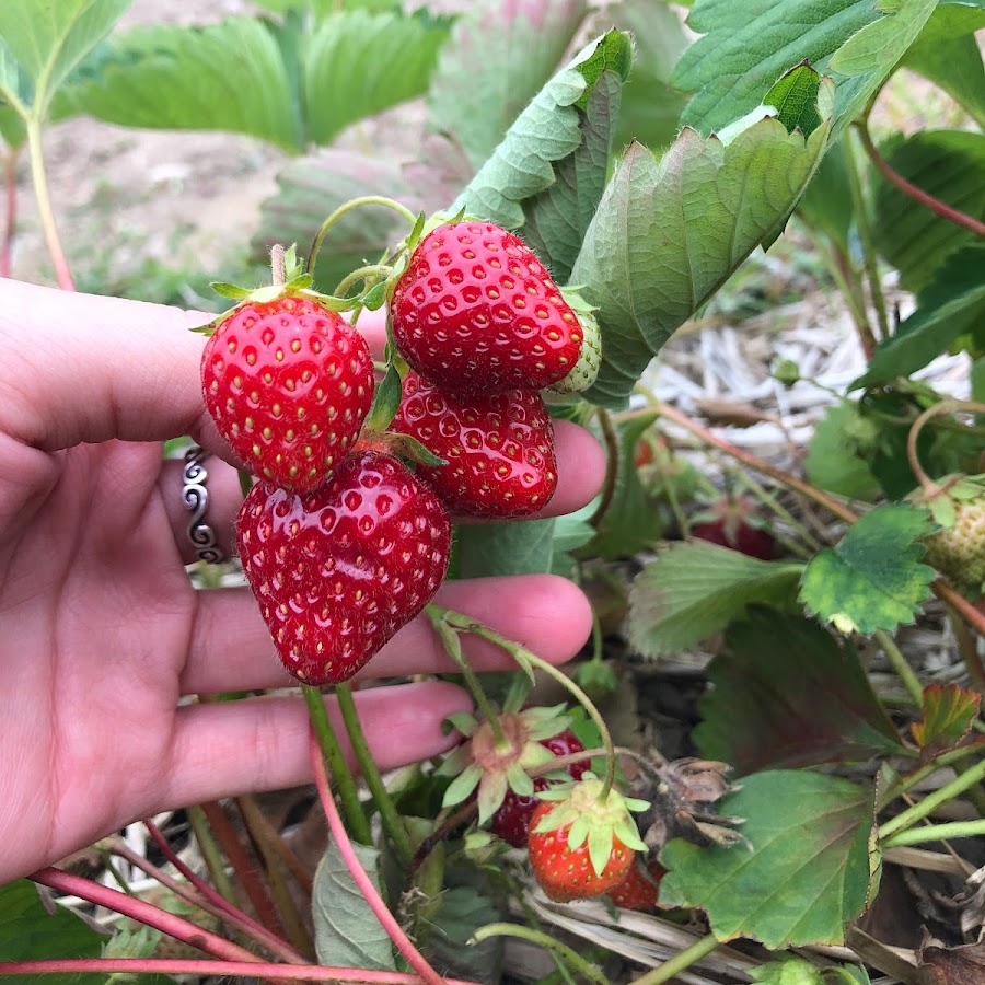 Best Berry Farm