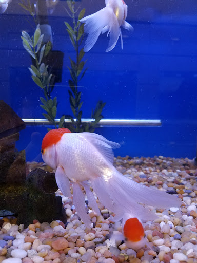 Tropical Fish Store «Stingray Bay», reviews and photos, 17800 E 9 Mile Rd, Eastpointe, MI 48021, USA