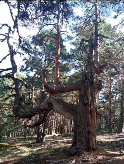 Senda de los abuelos del bosque.