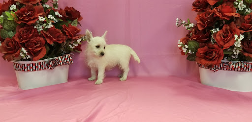 Pet Store «Puppy City», reviews and photos, 3343 Valley Pike, Winchester, VA 22602, USA