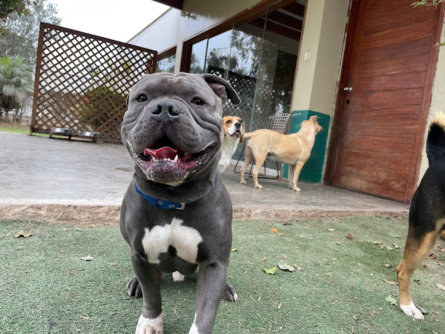 Q428+8HQ, Lima 15823