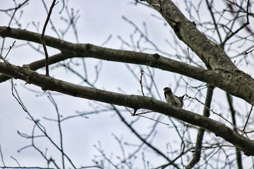 Wildlife Refuge «Great Meadows National Wildlife Refuge», reviews and photos, 73 Weir Hill Rd, Sudbury, MA 01776, USA
