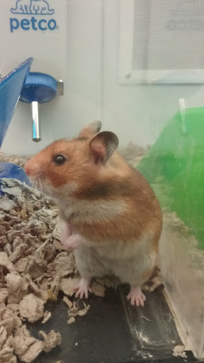 Pet Supply Store «Petco Animal Supplies», reviews and photos, 129 Mall Way, Marysville, WA 98270, USA