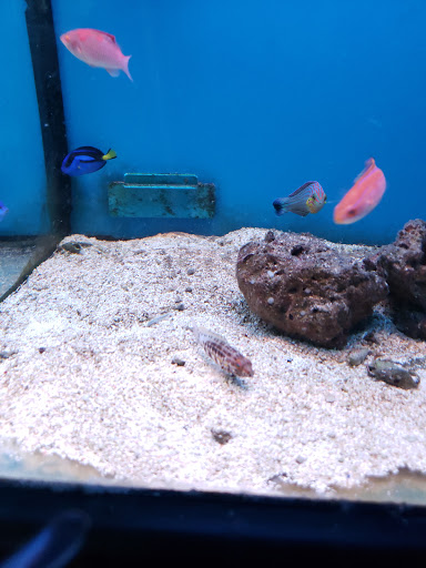 Pet Supply Store «Monrovia Tropical Fish», reviews and photos, 603 W Huntington Dr, Monrovia, CA 91016, USA