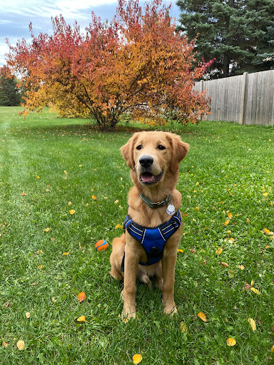 Hearts Of Gold YYC | Golden Retrievers