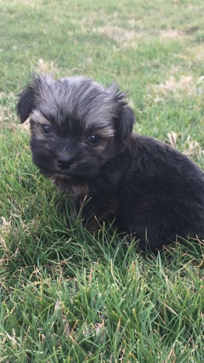 Pet Store «Tri-Creek Kennels», reviews and photos, 5641 US-129, Pendergrass, GA 30567, USA