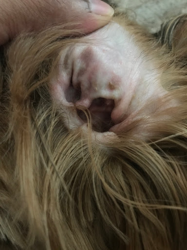 Pet Supply Store «EarthWise Pet Supply - Richardson», reviews and photos, 1310 W Campbell Rd #128, Richardson, TX 75080, USA