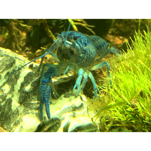 Aquarium Shop «Archer Fish Aquariums», reviews and photos, 514 79th St, Brooklyn, NY 11209, USA