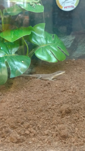 Pet Supply Store «Petco Animal Supplies», reviews and photos, 1963 S Hurstbourne Pkwy, Louisville, KY 40220, USA