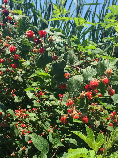 Park «Weequahic Park Track», reviews and photos, 1 Thomas Carmichael Dr, Newark, NJ 07114, USA