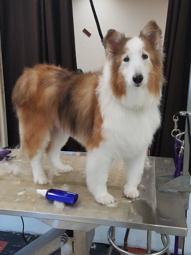 Pet Groomer «Tidy Dog Pet Supply & Salon», reviews and photos, 2612 Lebanon Pike A, Nashville, TN 37214, USA