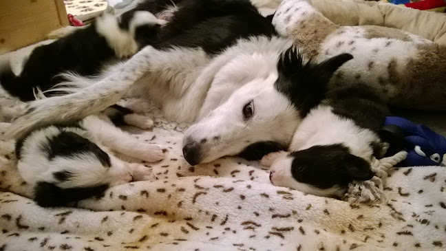 Kleintierpraxis 4 Pfoten, Hilfiker-Jud Franziska, Dr. med. vet. - Tierarzt