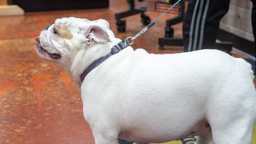 Pet Supply Store «Wags To Wiskers Pet Supplies», reviews and photos, 2423 W Stadium Blvd, Ann Arbor, MI 48103, USA