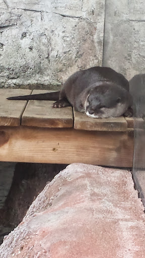 Aquarium «Newport Aquarium», reviews and photos, 1 Aquarium Way, Newport, KY 41071, USA