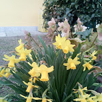 Photo n°6 de l'avis de Ionut.i fait le 26/02/2020 à 12:27 sur le  Trattoria Da Bisu à Novara