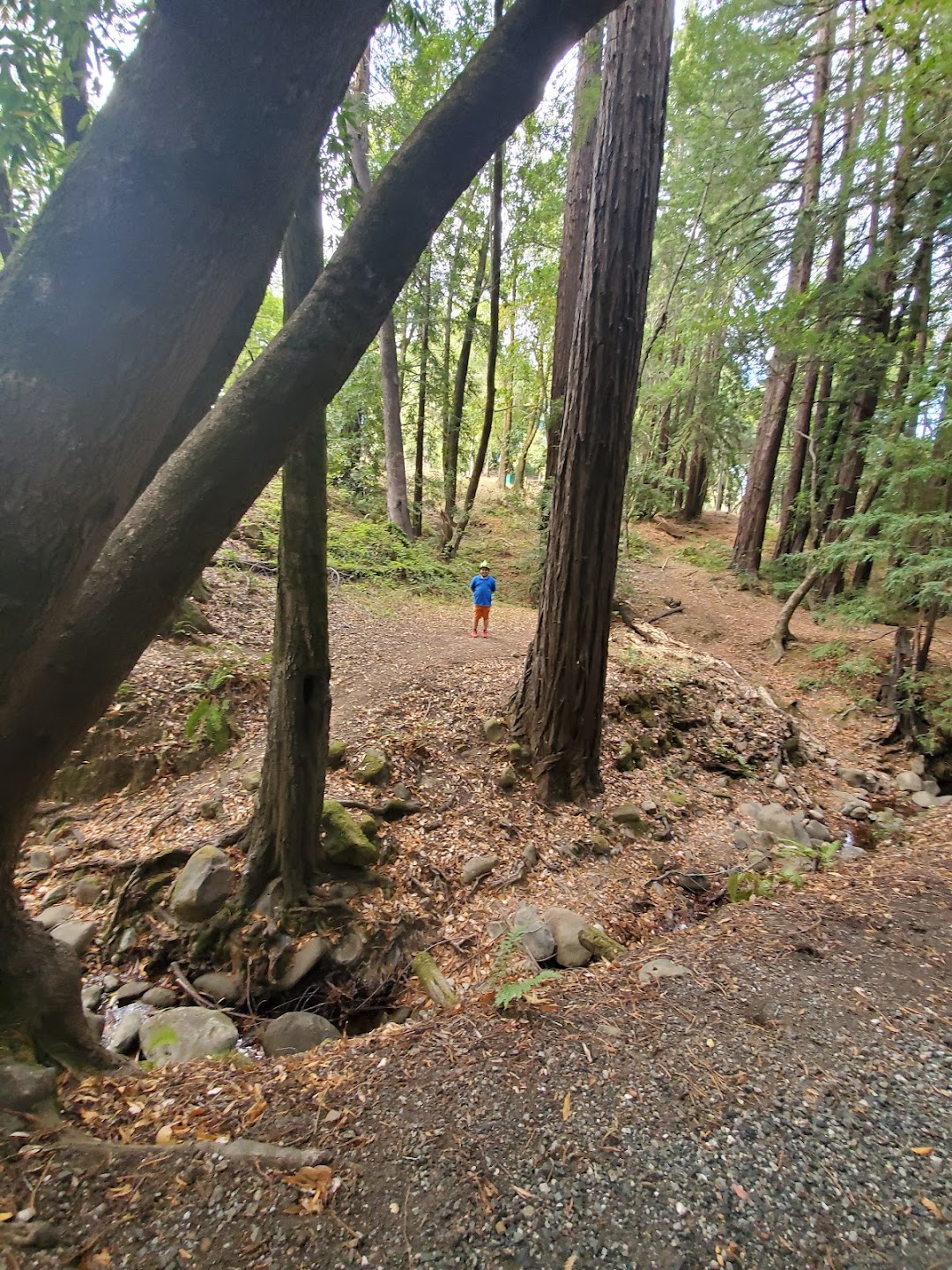 Redwood Picnic Area, Huddart Park