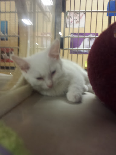 Pet Supply Store «PetSmart», reviews and photos, 219 Stafford Park Blvd, Manahawkin, NJ 08050, USA