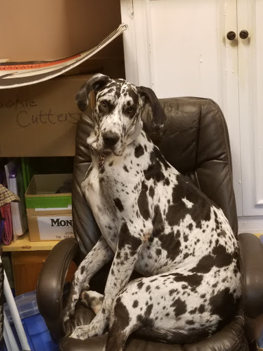 Pet Supply Store «For Pets Sake», reviews and photos, 2576 Montgomery Hwy # 6, Dothan, AL 36303, USA