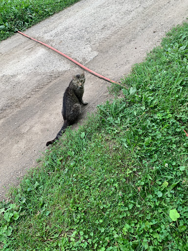 Nature Preserve «Brunner Family Forest Preserve», reviews and photos, 18N681 State Rte 31, Carpentersville, IL 60110, USA