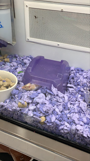 Pet Supply Store «Petco Animal Supplies», reviews and photos, 2131 Pleasant Hill Rd, Duluth, GA 30096, USA