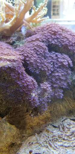 Pet Store «Aqua-Holics», reviews and photos, 2154 Central Florida Pkwy, Orlando, FL 32837, USA