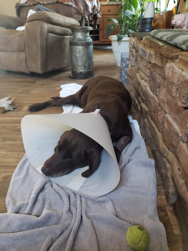 Smith Animal Hospital - Fort Valley