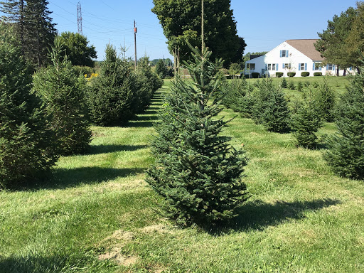 Bella Rosa Christmas Tree Farm