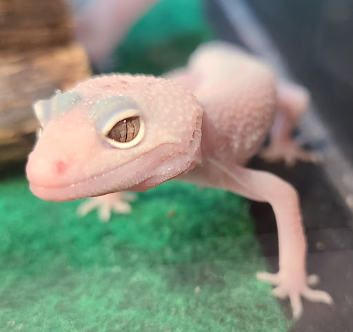 Pet Supply Store «PetSmart», reviews and photos, 901 US-1, North Brunswick Township, NJ 08902, USA