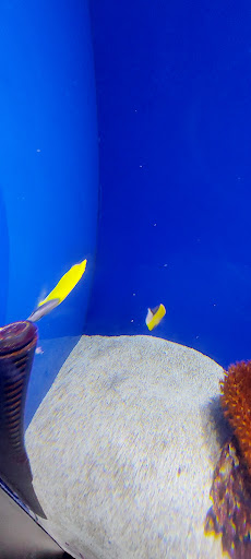 Gift Shop «Pacific Collections Gift Shop», reviews and photos, 100 Aquarium Way, Long Beach, CA 90802, USA