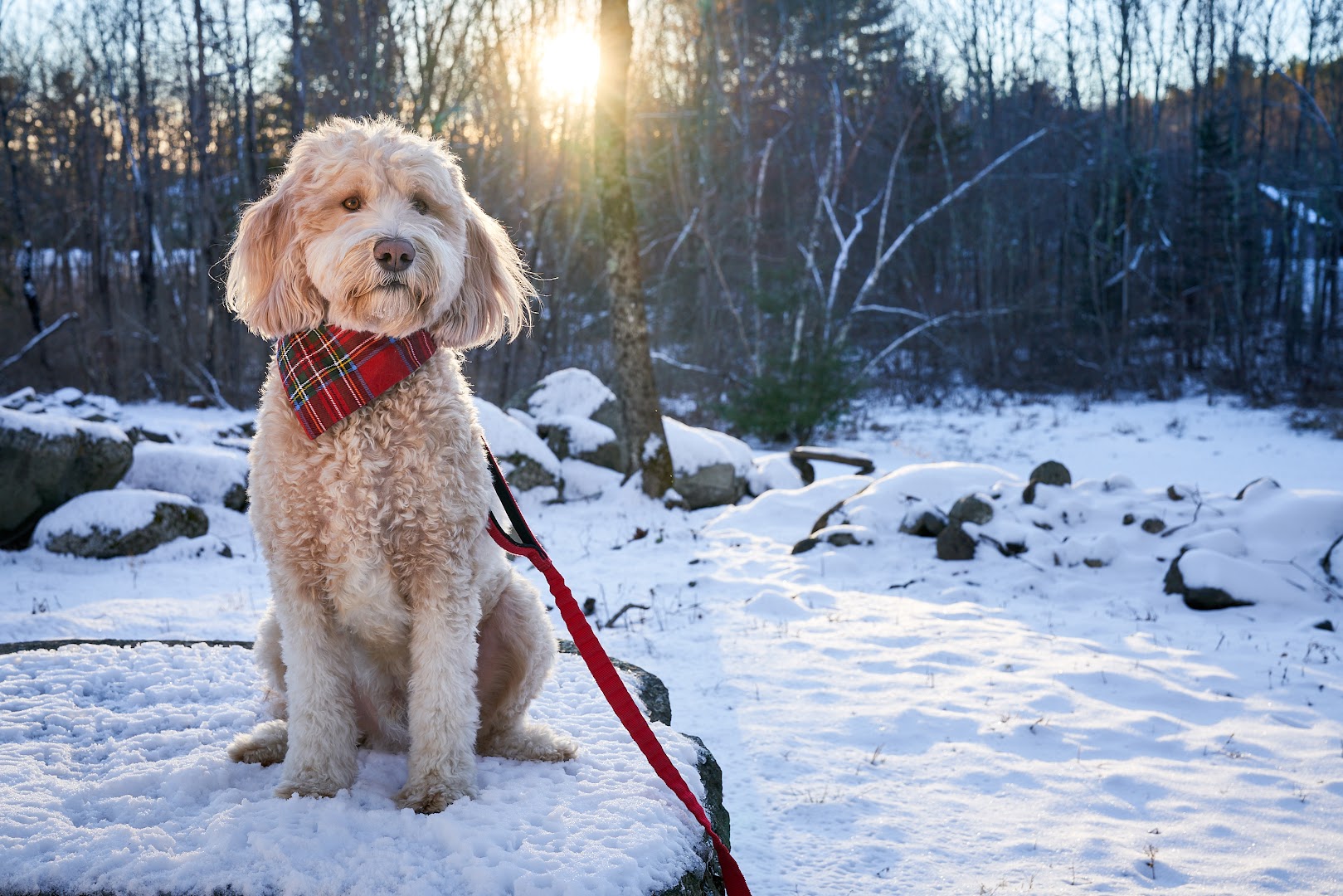 Elliott's Best: All Natural Dog Biscuits