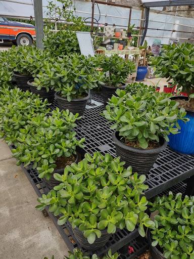 Plant Nursery «Blooming Acres», reviews and photos, 7561 State Rd, Wadsworth, OH 44281, USA