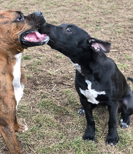 Pet Boarding Service «Idlewire Pet Care», reviews and photos, 5583 Harrison Blvd, South Ogden, UT 84403, USA