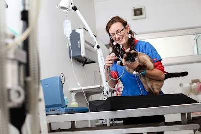 Clinique vétérinaire ARTEMIS - Docteurs Achcar, de Cussac & Mayère à Versailles