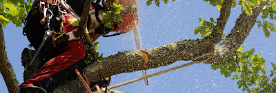 Peltin elagueur 33 à Saint-Jean-d'Illac