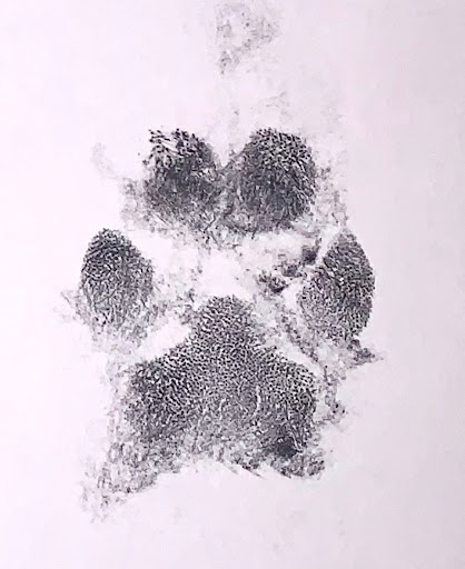 Explore tattoo shade ideas, creative tattoo ideas in Cary, available at Apocalypse Girl Tattoos