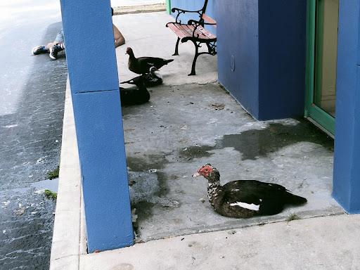 Tex-Mex Restaurant «Tijuana Flats», reviews and photos, 6113 W Irlo Bronson Memorial Hwy, Kissimmee, FL 34747, USA