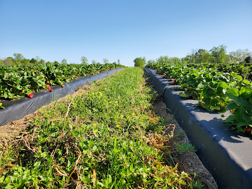 Tourist Attraction «Sugar Hill U-pick Farms», reviews and photos, 3595 Co Rd 59, Verbena, AL 36091, USA
